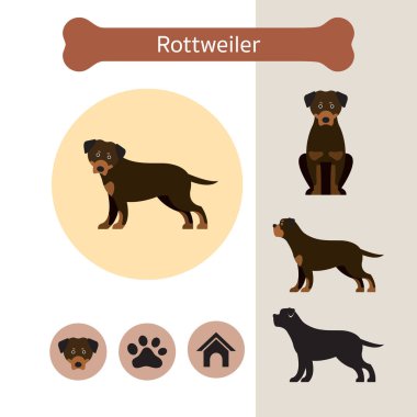 Rottweiler köpek doğurmak Infographic