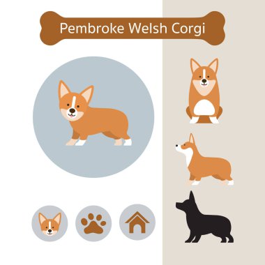 Pembroke Welsh Corgi köpek doğurmak Infographic