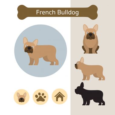 Fransız Bulldog köpek doğurmak Infographic