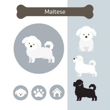 Malta köpek doğurmak Infographic