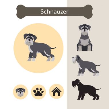 Schnauzer köpek doğurmak Infographic
