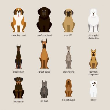 Set, dev ve büyük boy köpek ırkları