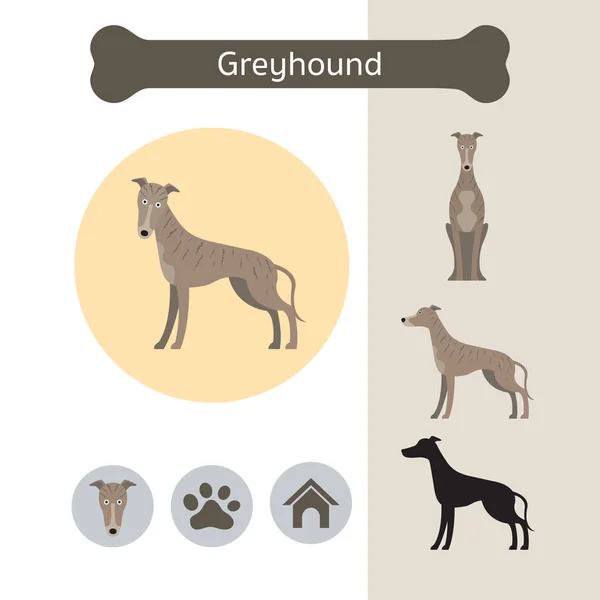 Greyhound собаки породи інфографіки — стоковий вектор