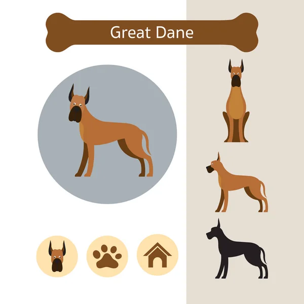 Great Dane Dog Breed Infographic — Stock Vector