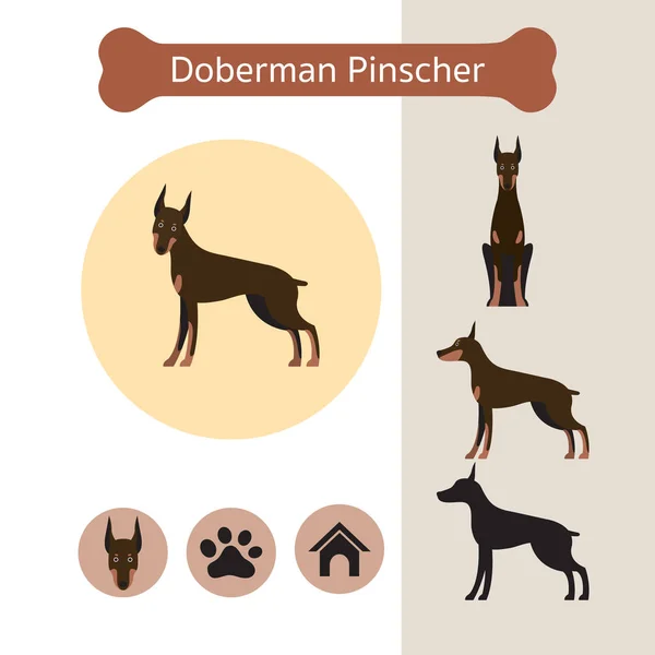 Doberman Pinscher สุนัขสายพันธุ์ Infographic — ภาพเวกเตอร์สต็อก