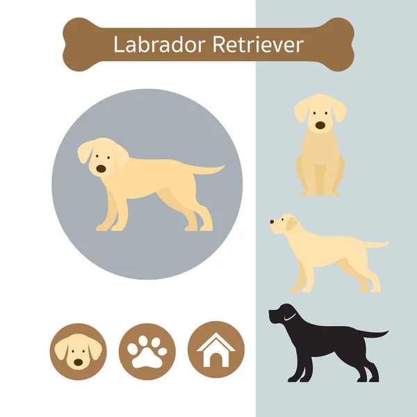 Labrador Retriever สุนัขสายพันธุ์ Infographic — ภาพเวกเตอร์สต็อก