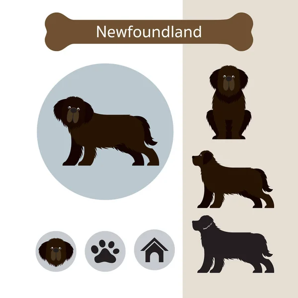 Newfoundland Dog Breed Infographic — Stock Vector
