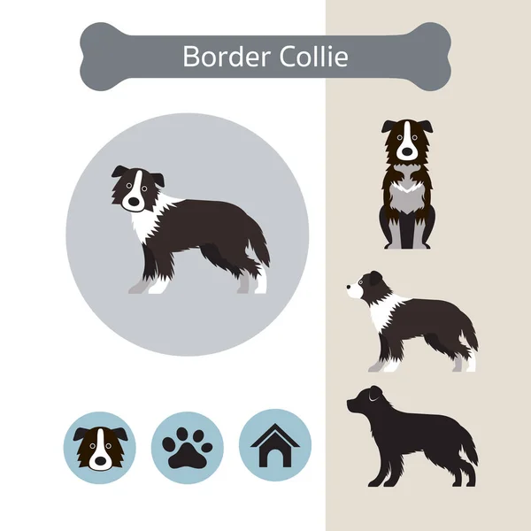 Frontera Collie perro raza infografía — Vector de stock