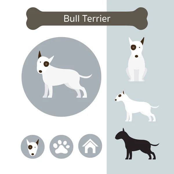 Infografis Bull Terrier Dog Breed - Stok Vektor