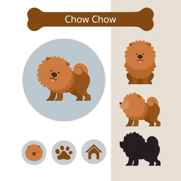 Chow Chow Dog Breed Infographic — Stock Vector