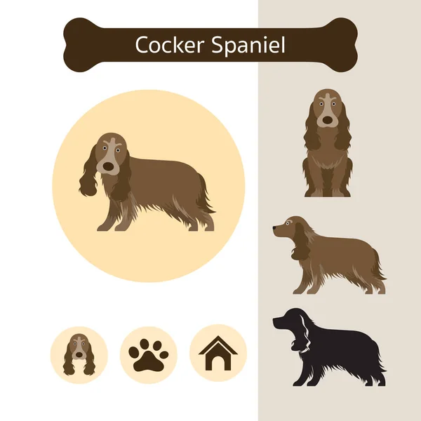 Cocker Spaniel Perro Raza Infografía — Vector de stock