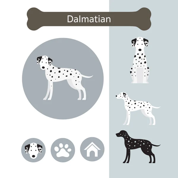 สายพันธุ์สุนัขดัลมาเทียน Infographic — ภาพเวกเตอร์สต็อก