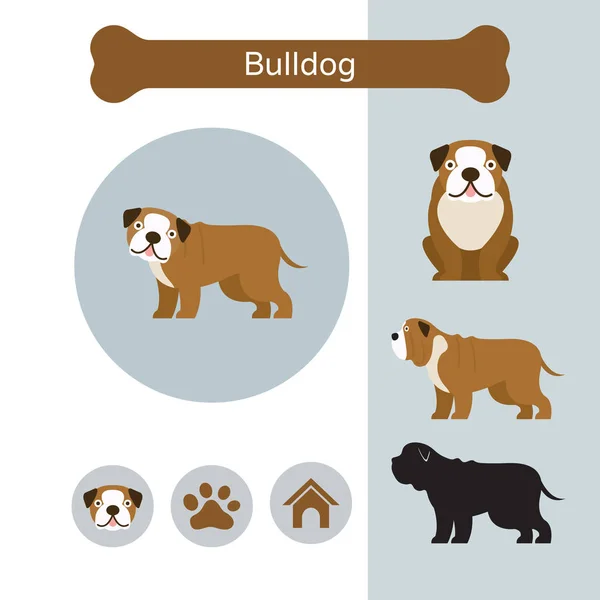 Bulldog Chien de race Infographie — Image vectorielle