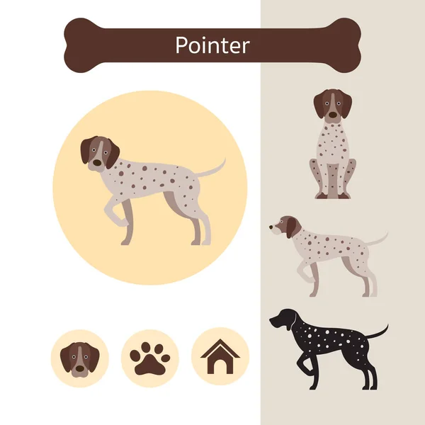 Pointer Dog Raça Infográfico —  Vetores de Stock