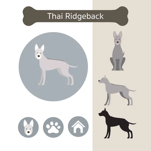 Tailandés Ridgeback perro raza infografía — Vector de stock