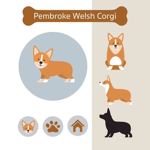 Pembroke Galês Corgi Dog Raça Infográfico — Vetor de Stock