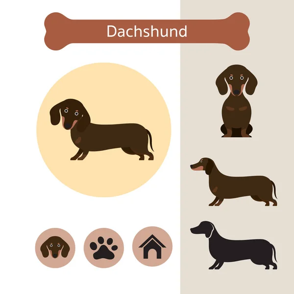 Dachshund Dog Breed Infographic — Stock Vector