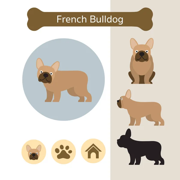 สายพันธุ์สุนัขบูลด็อกฝรั่งเศส Infographic — ภาพเวกเตอร์สต็อก