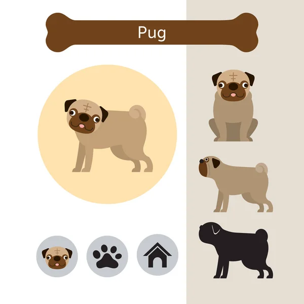 Pug Dog Breed Infographic — Stock Vector