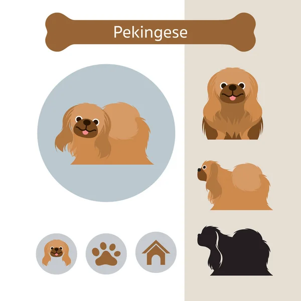 Pekingese Dog Breed Infographic — Stock Vector