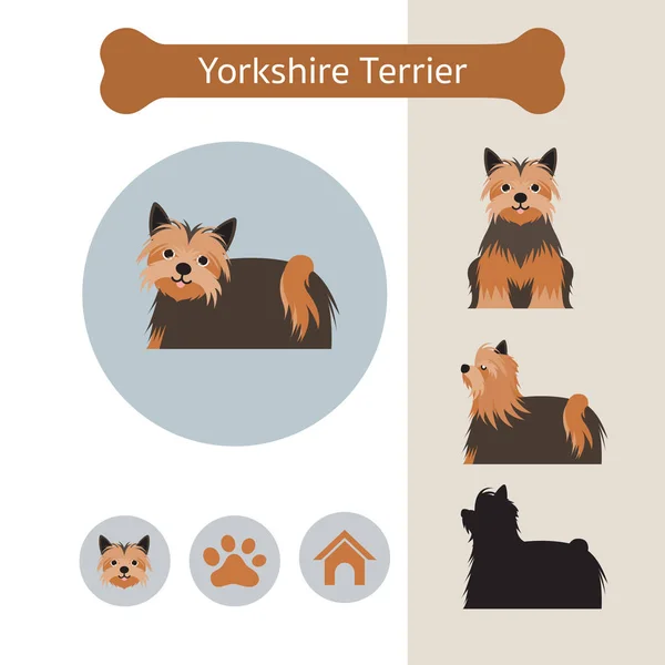 Yorkshire Terrier Infografía de raza de perro — Vector de stock