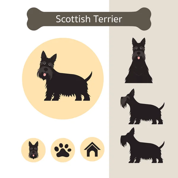 สกอตแลนด์ Terrier สุนัขสายพันธุ์ Infographic — ภาพเวกเตอร์สต็อก