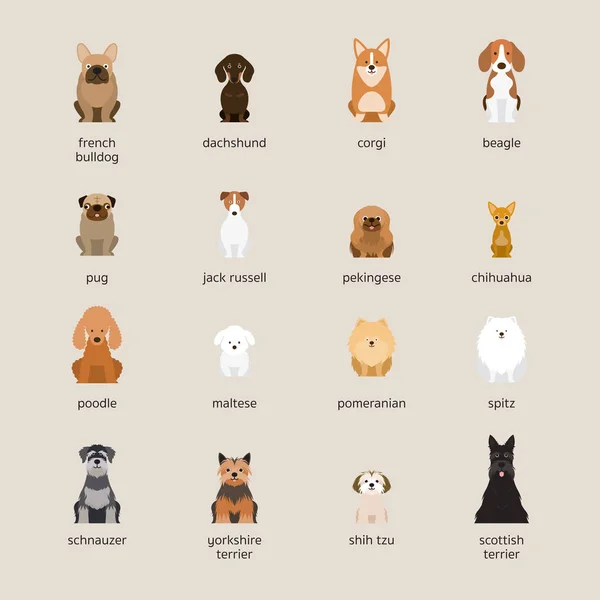 Conjunto de razas de perro, tamaño pequeño y mediano — Vector de stock