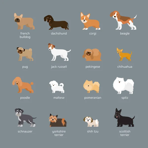 Dog Breeds Set, Small and Medium Size — Stock Vector