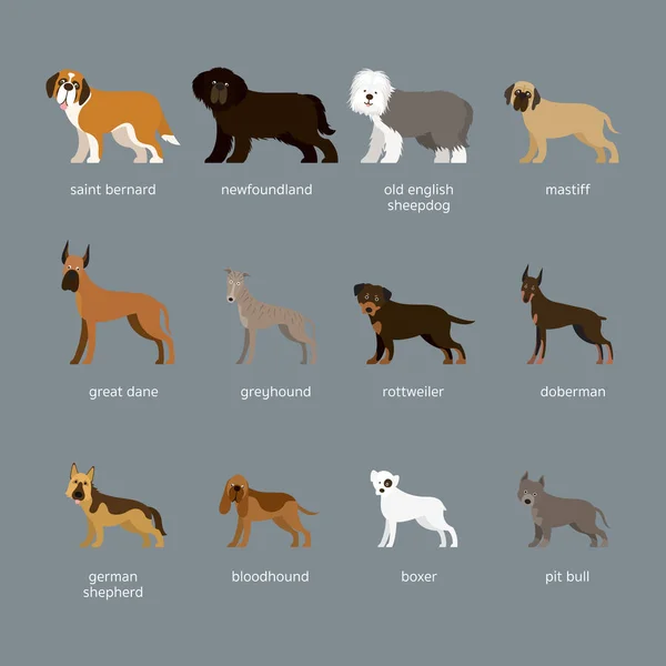 Dog Breeds Set, Giant and Large Size — Stock Vector