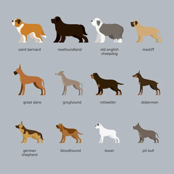 Conjunto de razas de perro, gigante y de gran tamaño — Archivo Imágenes Vectoriales