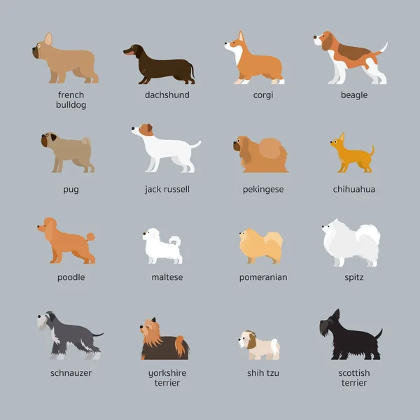 Conjunto de razas de perro, tamaño pequeño y mediano — Archivo Imágenes Vectoriales