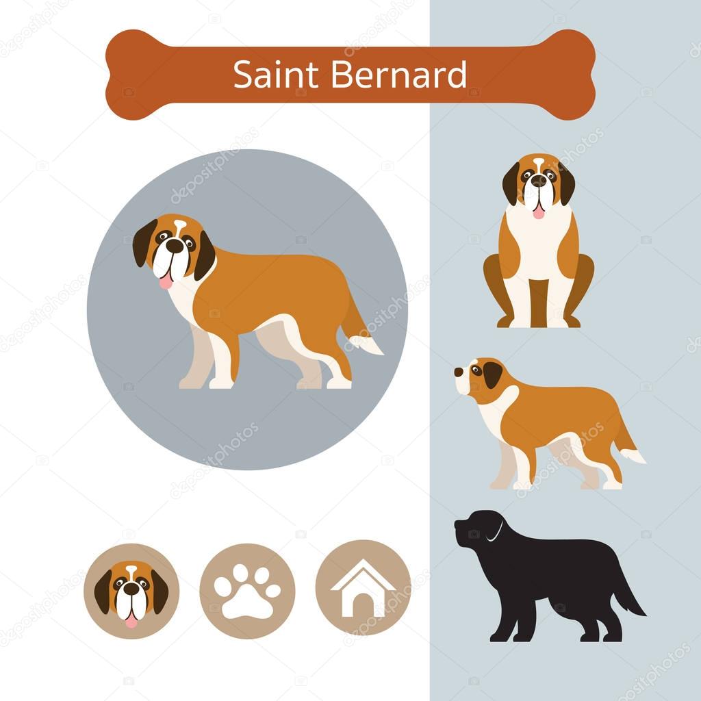 Saint Bernard Dog Breed Infographic