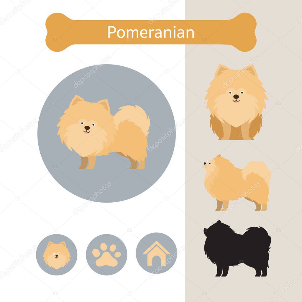 Pomeranian Dog Breed Infographic
