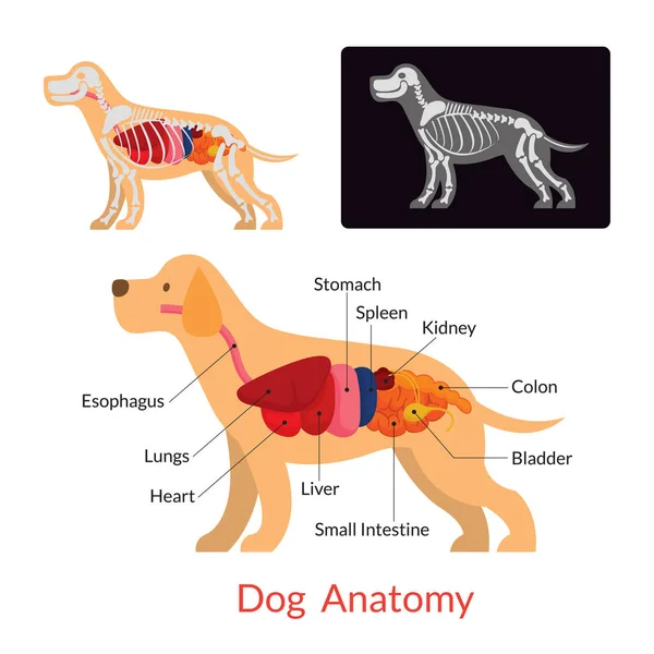 Kutya anatómia — Stock Vector