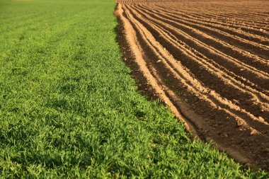 ekili tarım arazisi