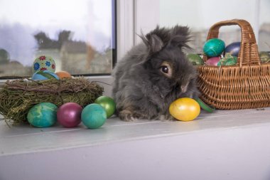 çok renkli Paskalya yumurtaları. 