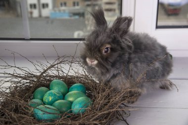 çok renkli Paskalya yumurtaları. 
