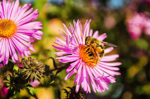 bir çiçek üzerinde arı polen toplar