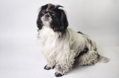 köpek doğurmak shih tzu beyaz