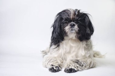 köpek doğurmak shih tzu beyaz