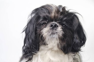 köpek doğurmak shih tzu beyaz