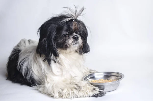 köpek doğurmak shih tzu beyaz