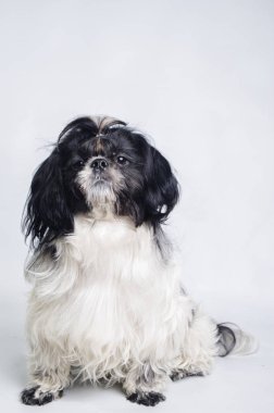 Beyaz bir arka plan üzerinde küçük köpek