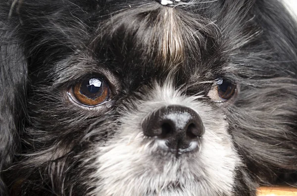 üzgün surat ile küçük köpek