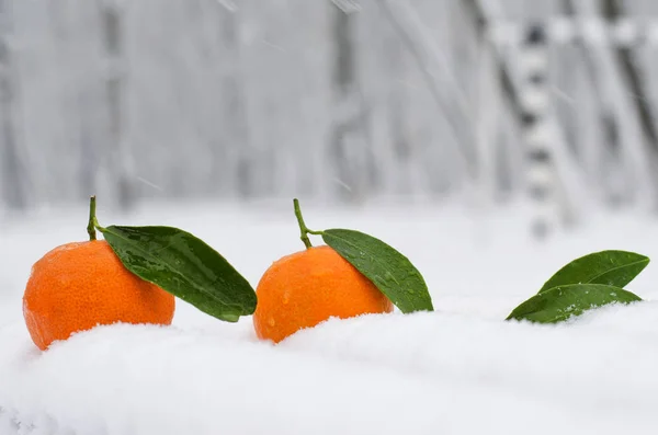 Свежий мандарин на снегу — стоковое фото