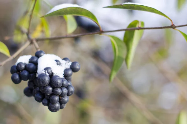 Branch of black berries — Stock Photo, Image