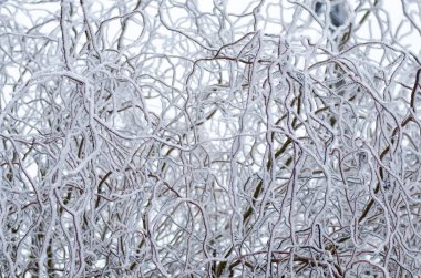 Frost ağaçlarının dalları