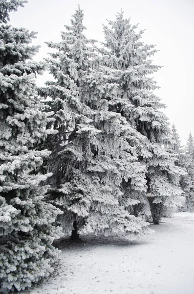 Abeto cubierto de nieve — Foto de Stock