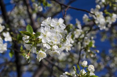 Çiçek açan ağaç gökyüzüne karşı
