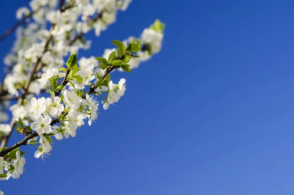 Çiçek açan ağaç gökyüzüne karşı